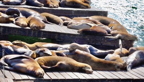 sleeping seals on the dock 
