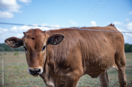 Dutch cows in a field 