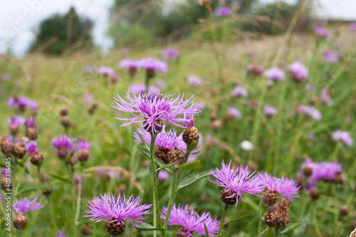 beautiful pink purple cornflowers (Centaurea jacea) in a summer meadow