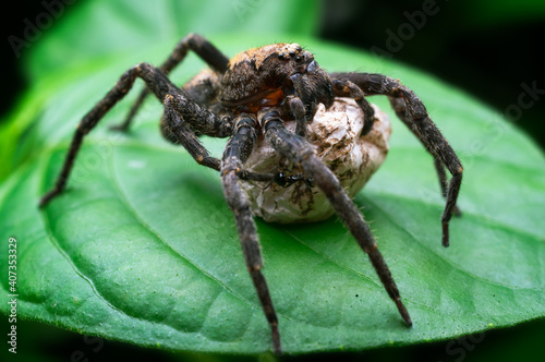 Brown spider with eggs. Extreme close-up.