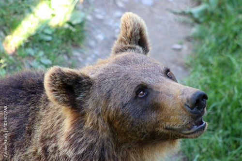 ours brun des Pyrénées