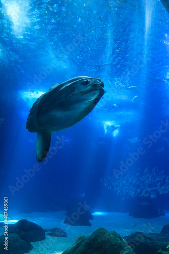 sunfish (moonfish) swimms in blue ocean water