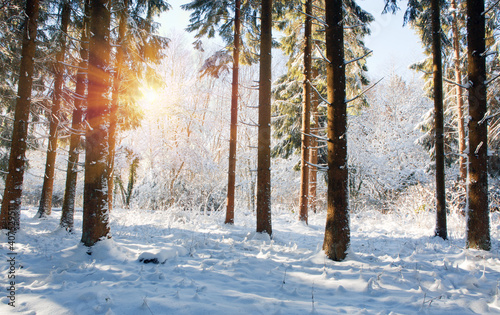Winter sunshine through trees in german forest.