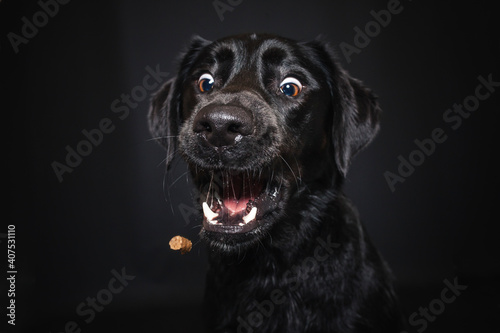 Labrador Retriever im Fotostudio. Hund versucht essen zu fangen. Schwarzer Hund schnappt nach Treats und macht witziges Gesicht