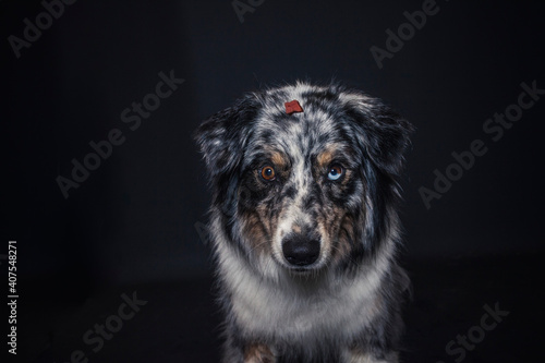 Australian Shepherd im Foto Studio schnappt nach Essen. Hund fängt Leckerlis. 