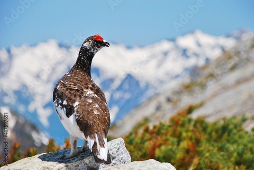 山岳地帯に住む鳥 ライチョウ（Rock ptarmigan）