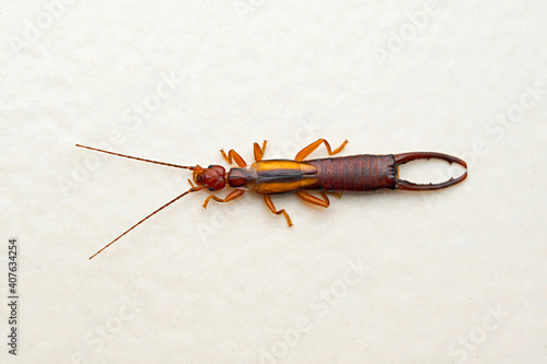 Earwig, Labidura riparia, Satara, Maharashtra, India