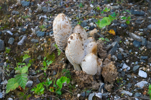 Shaggy mane mushrooms. Latin name Coprinus Comatus. Close-up.