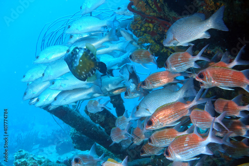 Diving at the Royal Mail Steamer Rhone sank 1867, Island Salt, British Virgin Island, Caribbean wreck dive, Fun diving with beautiful fishes