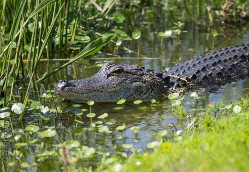 North American Alligator in a Florida Marsh