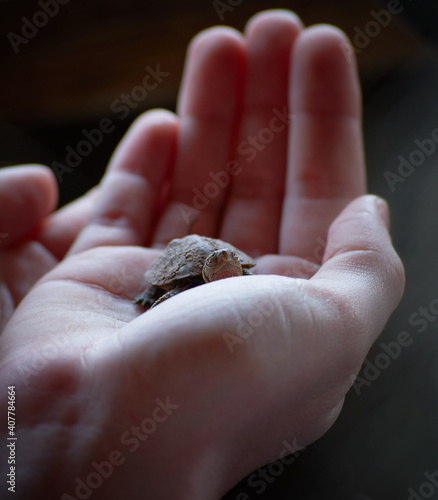 Closeup shot of a baby turtle in the palm of a pers