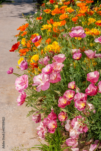 California Poppy (Eschscholtzia californica) in garden