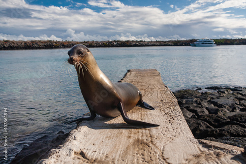 Lonely seal on a stone pier of South Plaza Island, Galapagos Archipelago