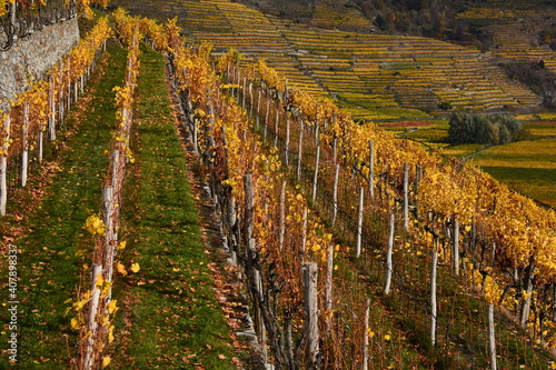 Yellow vineyards on a slope in autumn