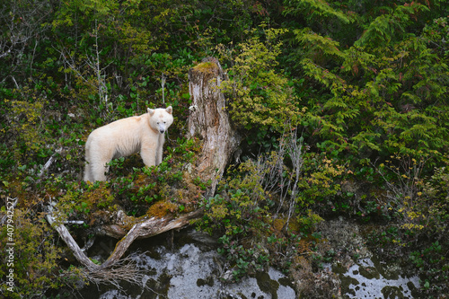 Endearing white spirit bear (Ursus americanus kermodei) standing in the middle of wild plants