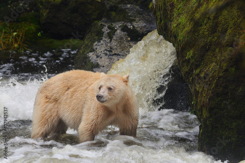 Endearing white spirit bear (Ursus americanus kermodei) on background of a waterfall