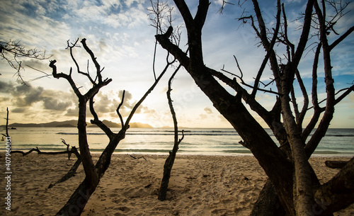 Dead trees on the beach at sunset in the Seychelles on the island of La Digue