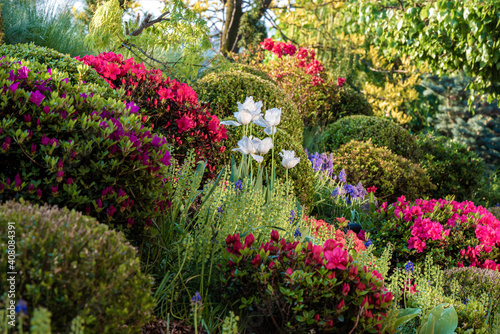 Wiosenny ogród pełen kwitnących azalii i kolorowych rododendronów