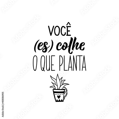 You reap what you sow in Portuguese. Lettering. Ink illustration. Modern brush calligraphy.