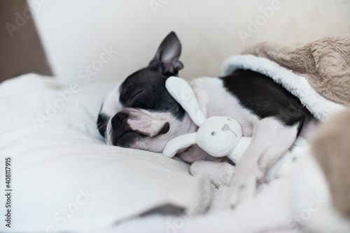 A young funny pet dog Boston Terrier with pleasure sleeps with his favorite toy - a white soft bunny in the bed under the blanket.