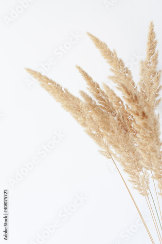 Dry reed grass close-up against white wall. Minimal floral background in neutral colors. Copy space.
