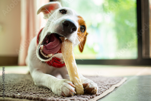 ack russell terrier chewing bone in the living room