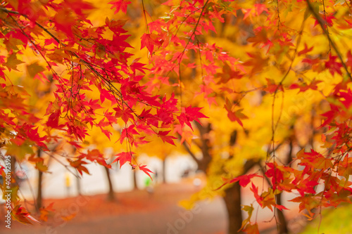 長野県箕輪町もみじ湖の紅葉 紅葉湖 箕輪ダム