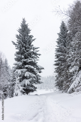 Drzewa i ścieżka pokryte śniegiem w lesie