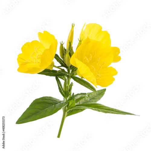 Common evening primrose