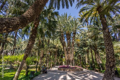 palmera Imperial, Hort del Cura, Palmeral de Elche, Patrimonio de la Humanidad , comunidad Valenciana, Spain, Europe