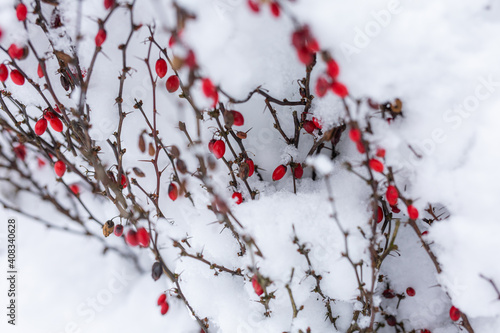 Czerwone owoce berberysu na tle białego śniegu, sceneria zimowa.