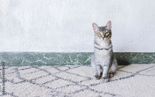 Retrato de pequeño gato domestico de pelaje gris sentado sobre una alfombra con un fondo blanco e iluminado por luz natural. Felino cachorro curioso, juguetón y tierno mirando a cámara. 