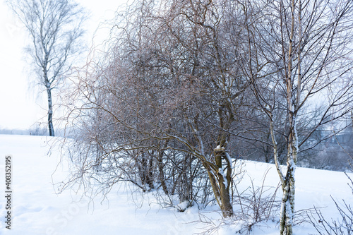 Brzozy w scenerii zimowej, drzewa pokryte śniegiem