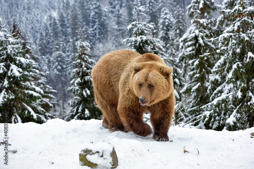 Wild brown bear (Ursus arctos) in winter forest