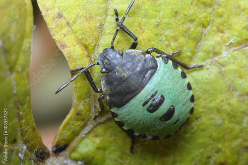 insekt, szkodnik, chrabąszcz na zielonym liściu 