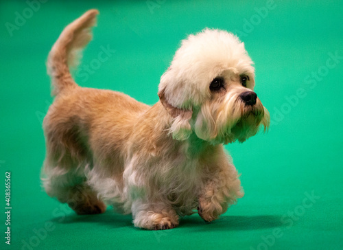 Dandie Dinmont at a dog show