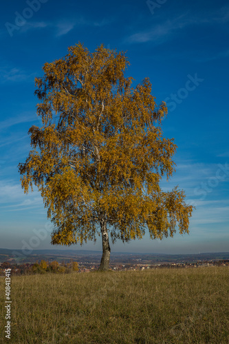 Individual Birch With Autumn Leaves In The Sunshine Against A Blue Sky