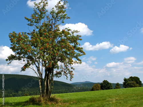 Late Summer On The Heights Of The Harz Mountains