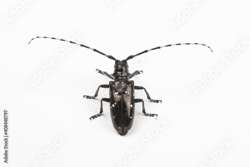 The longicorn beetle isolated on white background