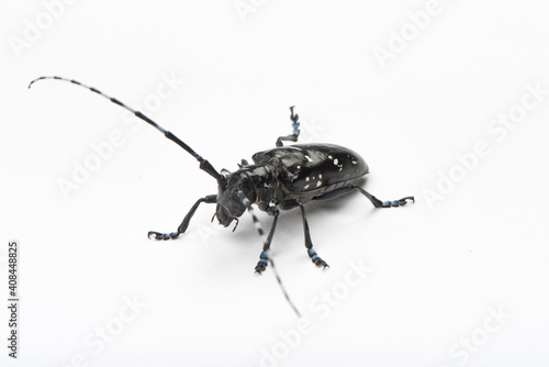 The longicorn beetle isolated on white background