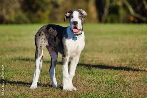 Great Dane Puppy