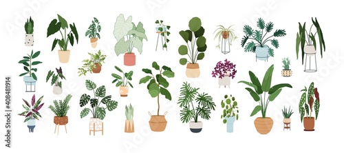 Set of trendy potted plants for home. Different indoor houseplants isolated on white background. Alocasia, begonia, fan palm, monstera, ficus, strelitzia and oxalis. Colored flat vector illustration