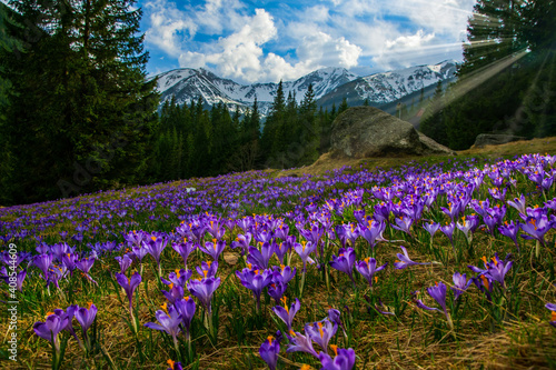 Beautiful meadow with blooming purple crocuses illuminated by sunbeams