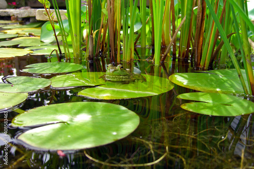 Frog on Lily Pad 2741