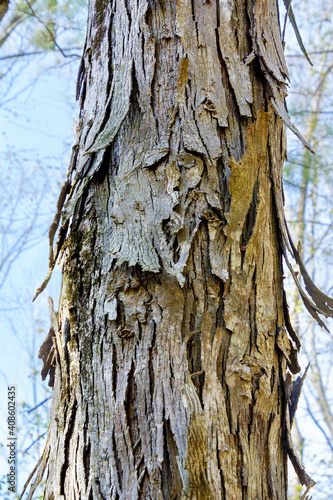 Close up of trunk of a shagbark hickory tree in a mixed forest in northeast USA showing its peeling bark. 