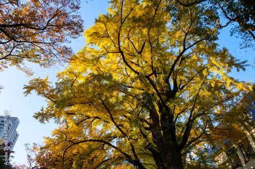 東京都 秋の日比谷公園 紅葉