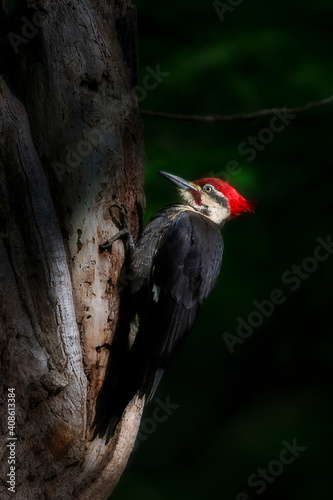 Pileated woodpecker on tree searching for food