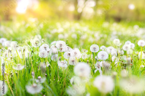 Spring Nature scene. Beautiful Landscape. Park with dandelions, Green Grass, Trees and flowers. Tranquil Background, sunlight. Scenic beauty meadow backdrop