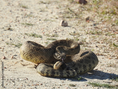 A western diamondback rattlesnake living in the Carrizo Plain National Monument, San Luis Obispo County, California.