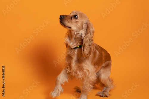 Perro dorado alegre posando sobre fondo amarillo 4